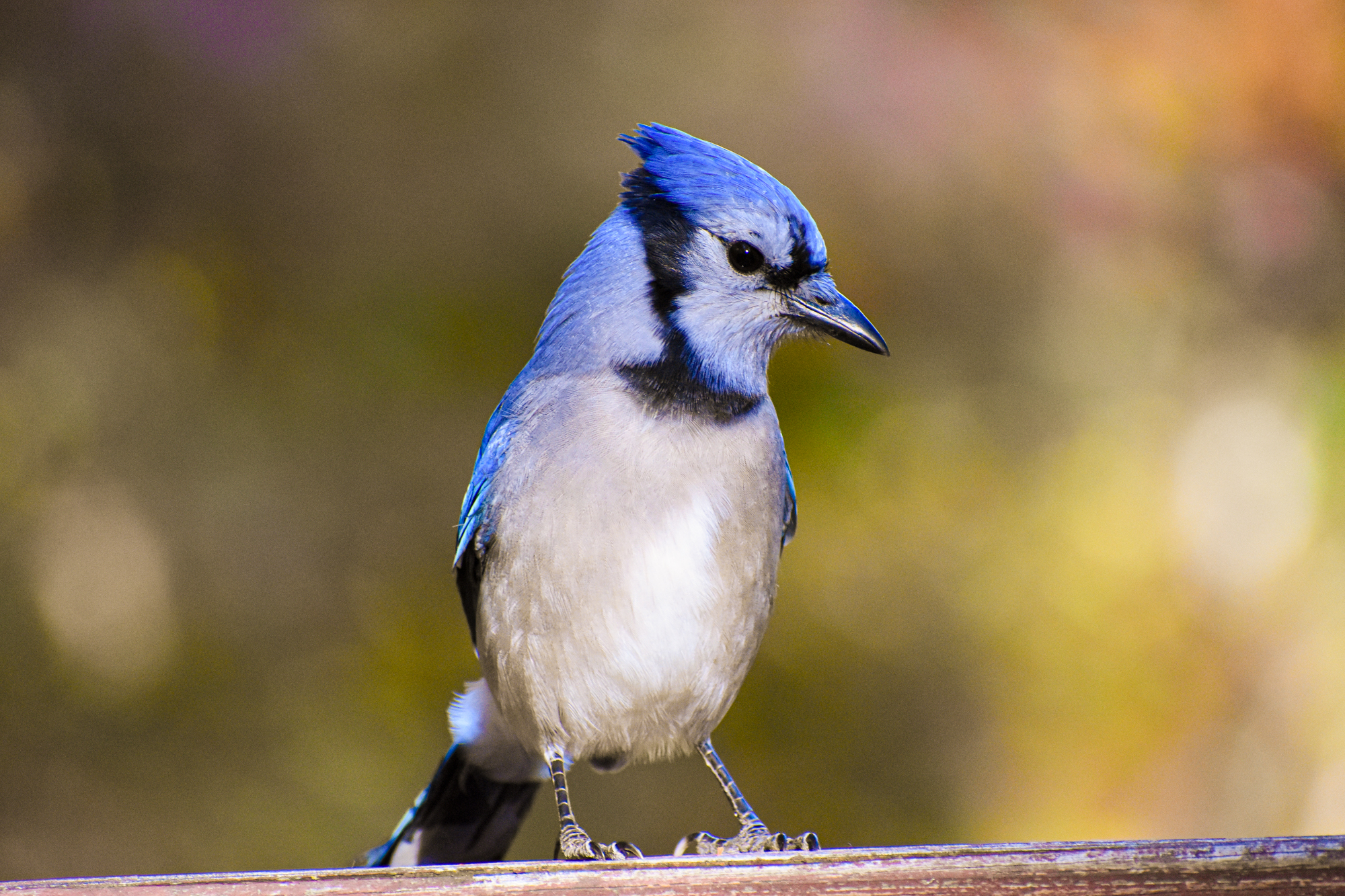 how-do-blue-jays-attract-mates-at-frances-brazil-blog